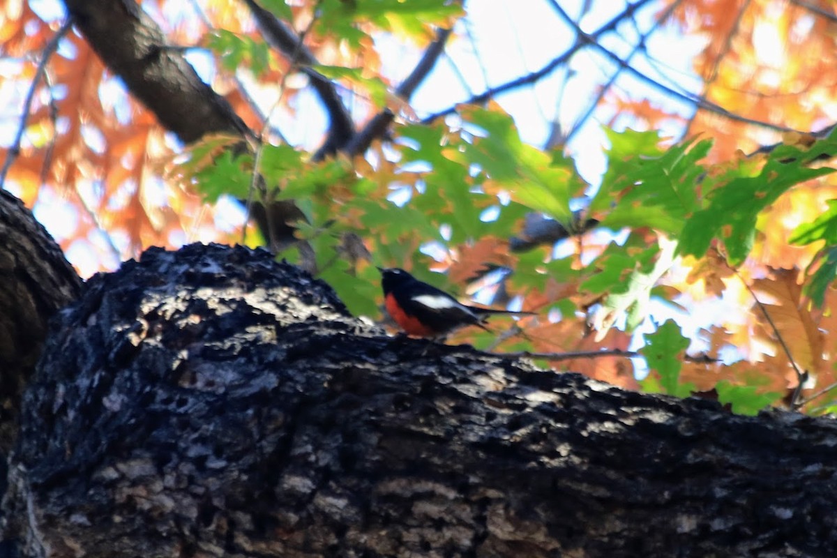 Painted Redstart - ML646270762