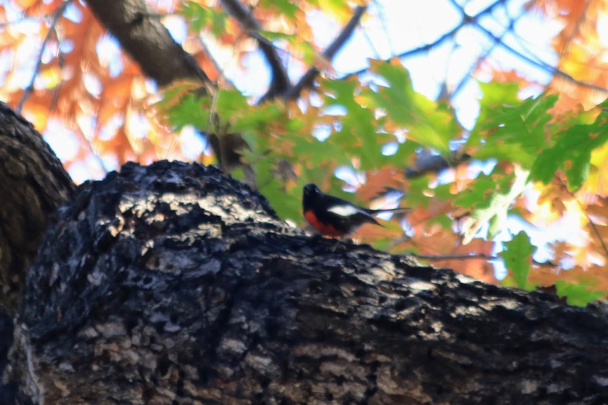 Painted Redstart - ML646270765