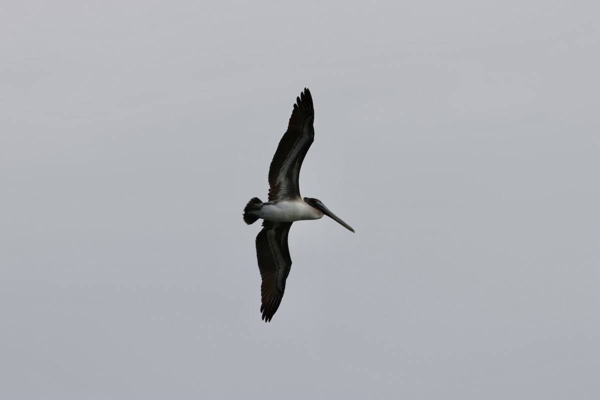 Brown Pelican - ML646270776