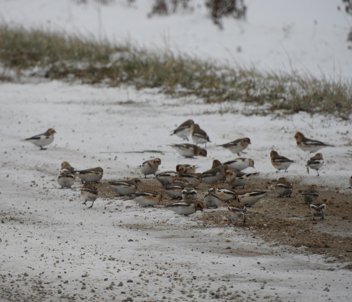 Snow Bunting - ML646270778