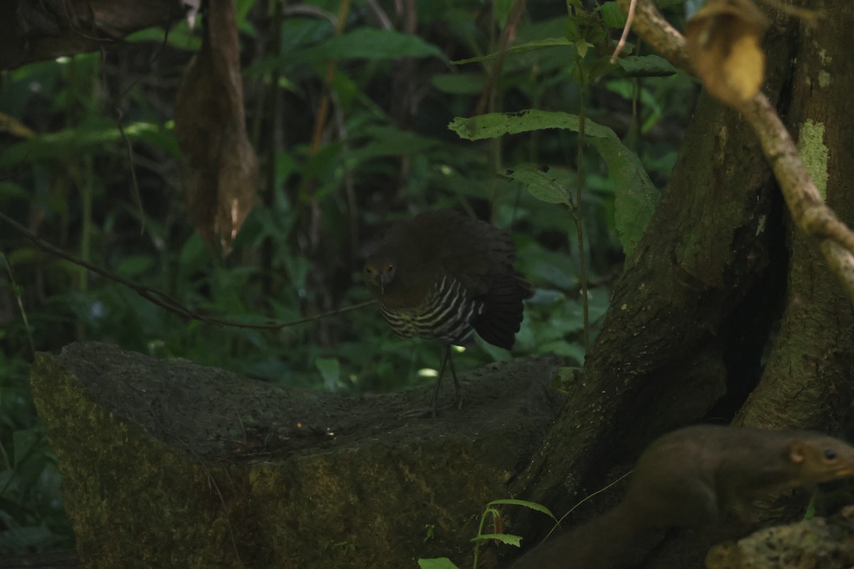 オオクイナ - ML646270780