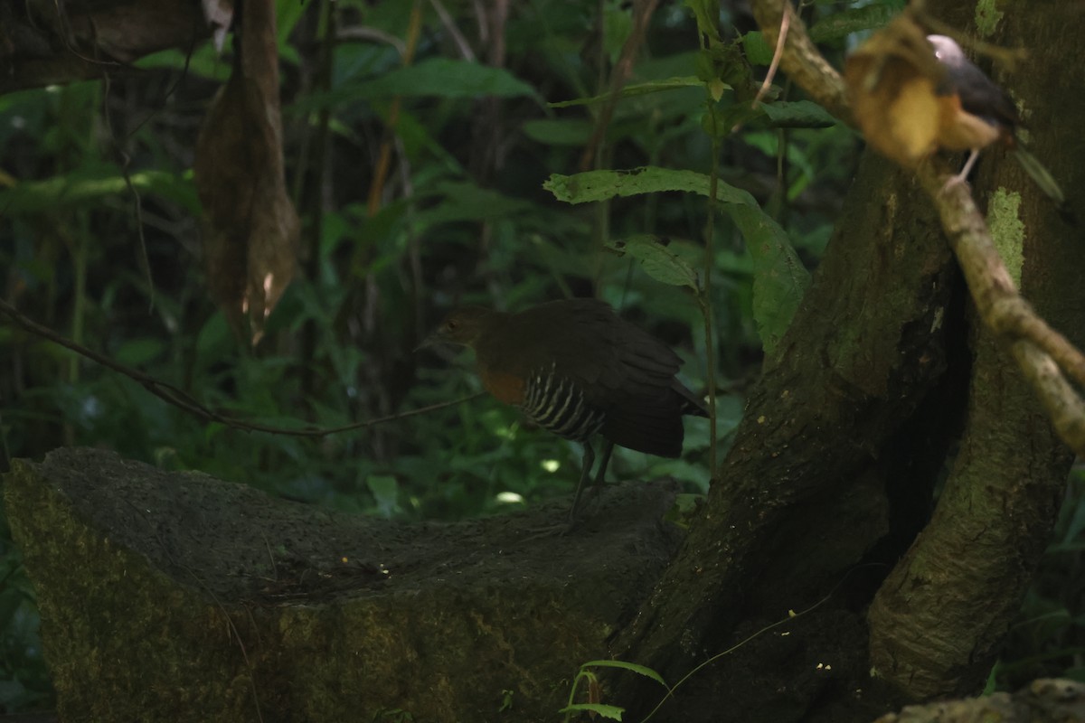 オオクイナ - ML646270781