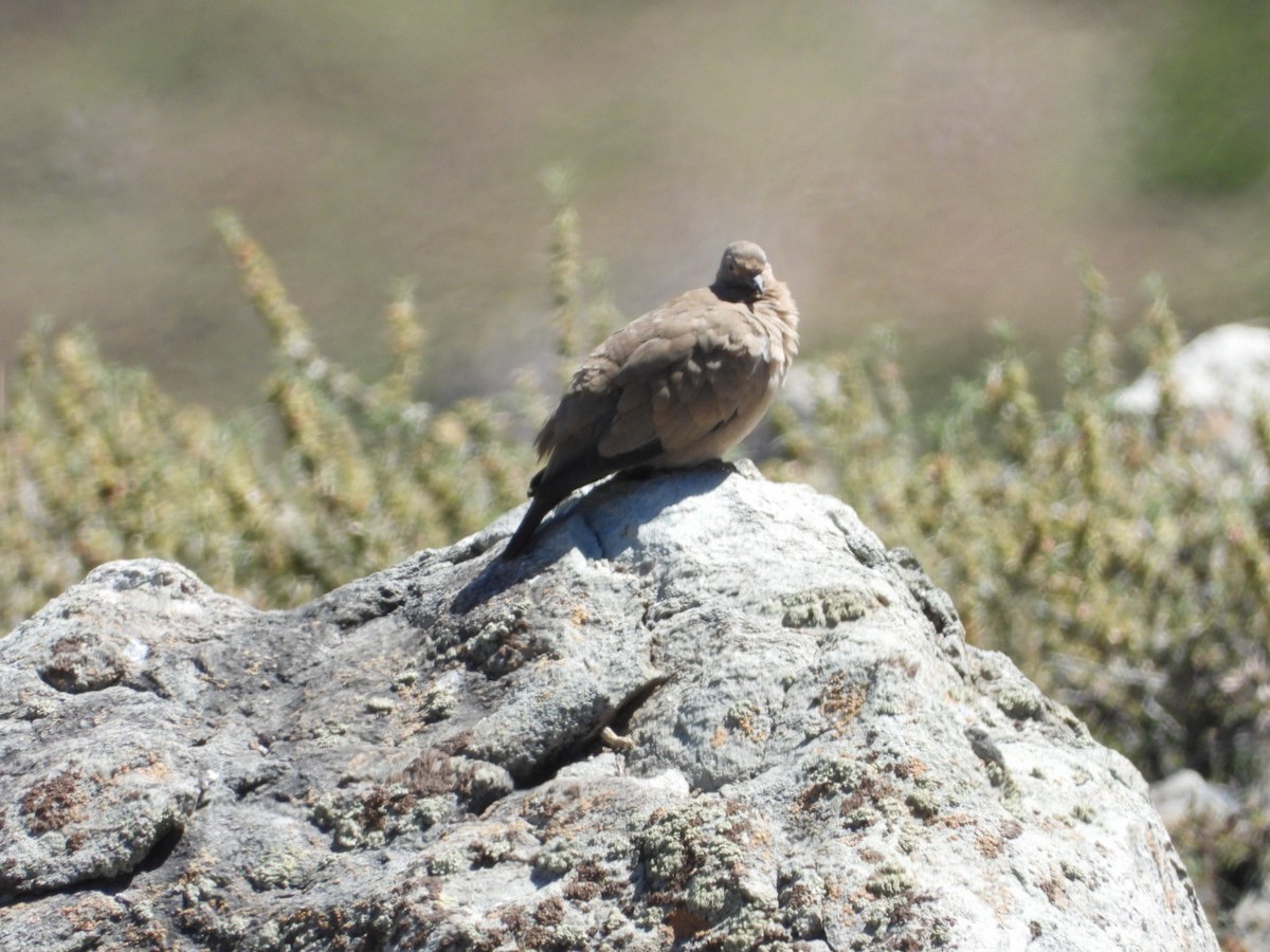 Black-winged Ground Dove - ML646270804