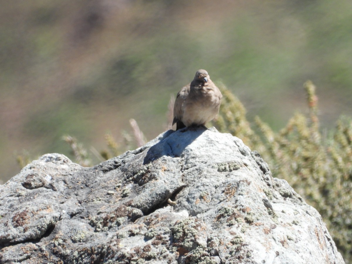 Black-winged Ground Dove - ML646270805