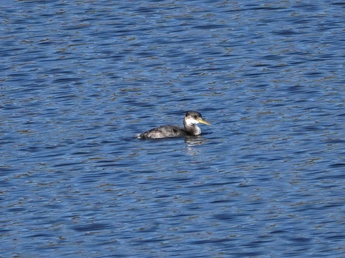 Somormujo Cuellirrojo - ML646270810