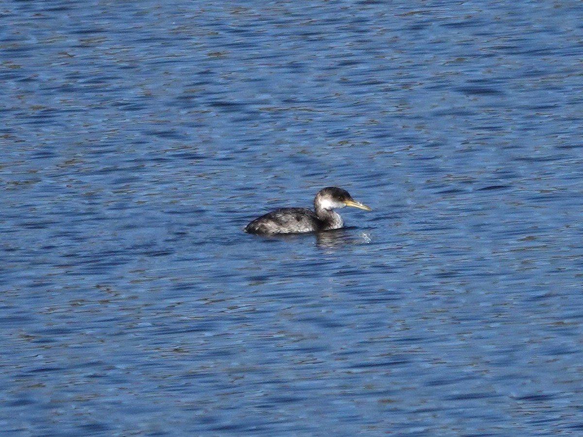 Somormujo Cuellirrojo - ML646270812