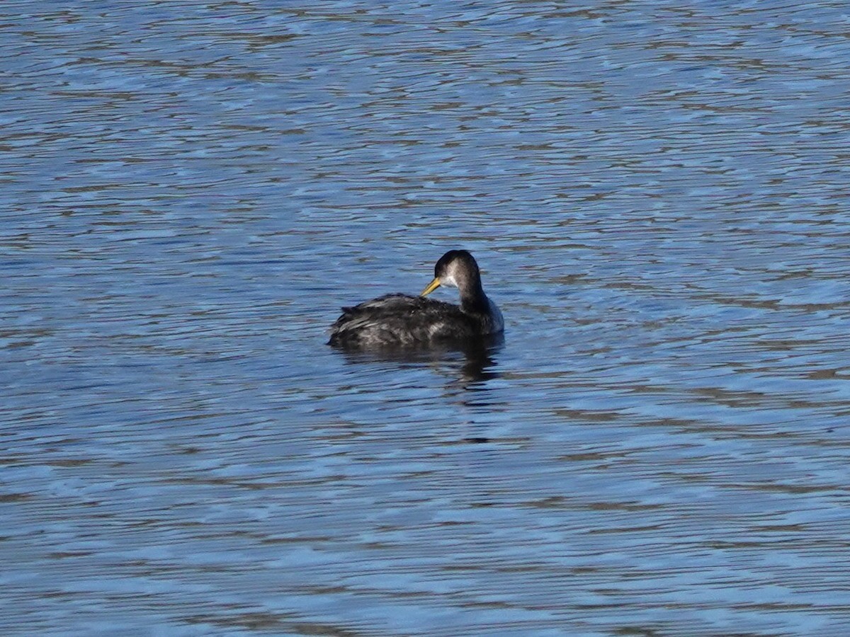 Somormujo Cuellirrojo - ML646270813