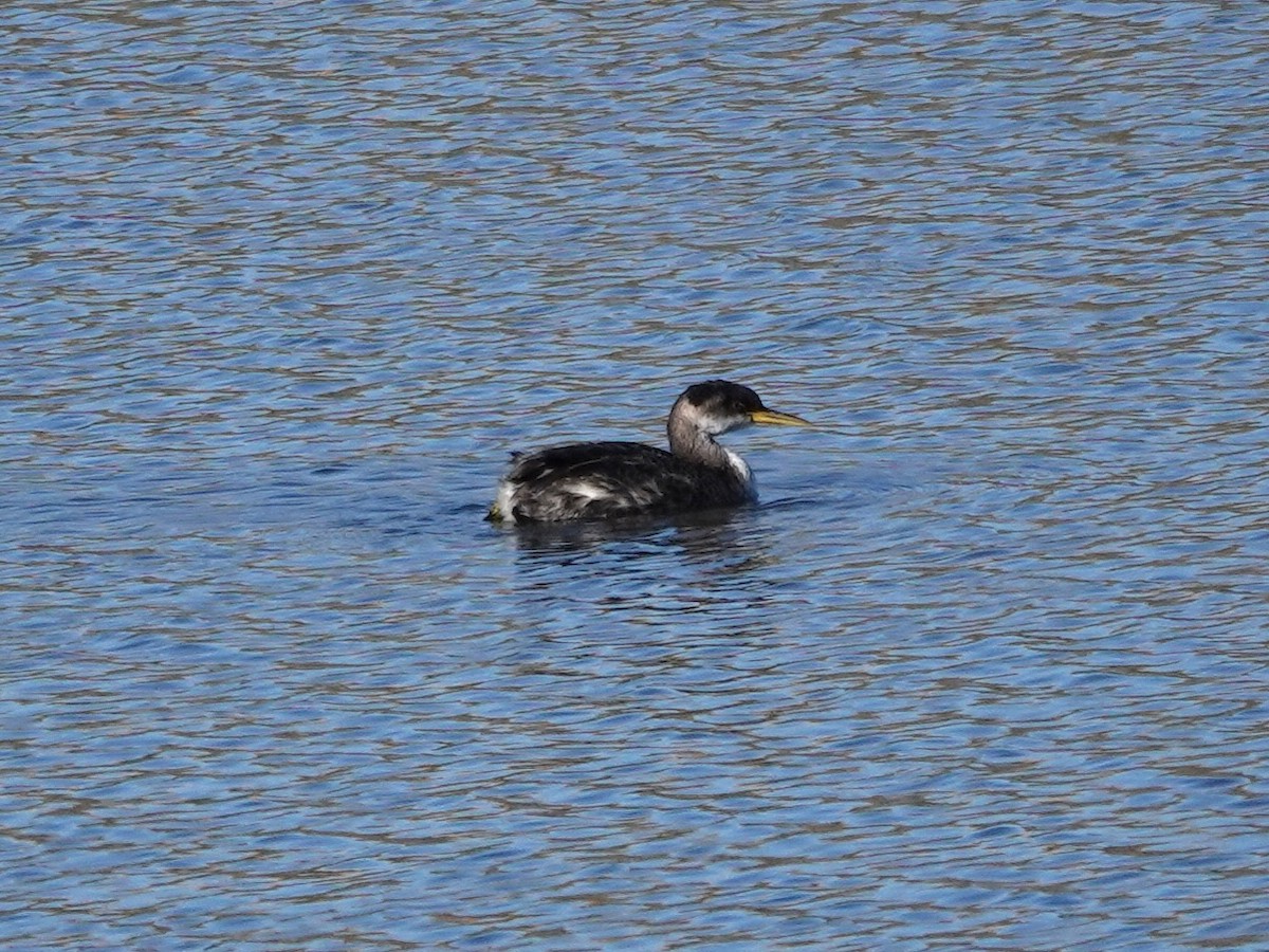 Somormujo Cuellirrojo - ML646270817