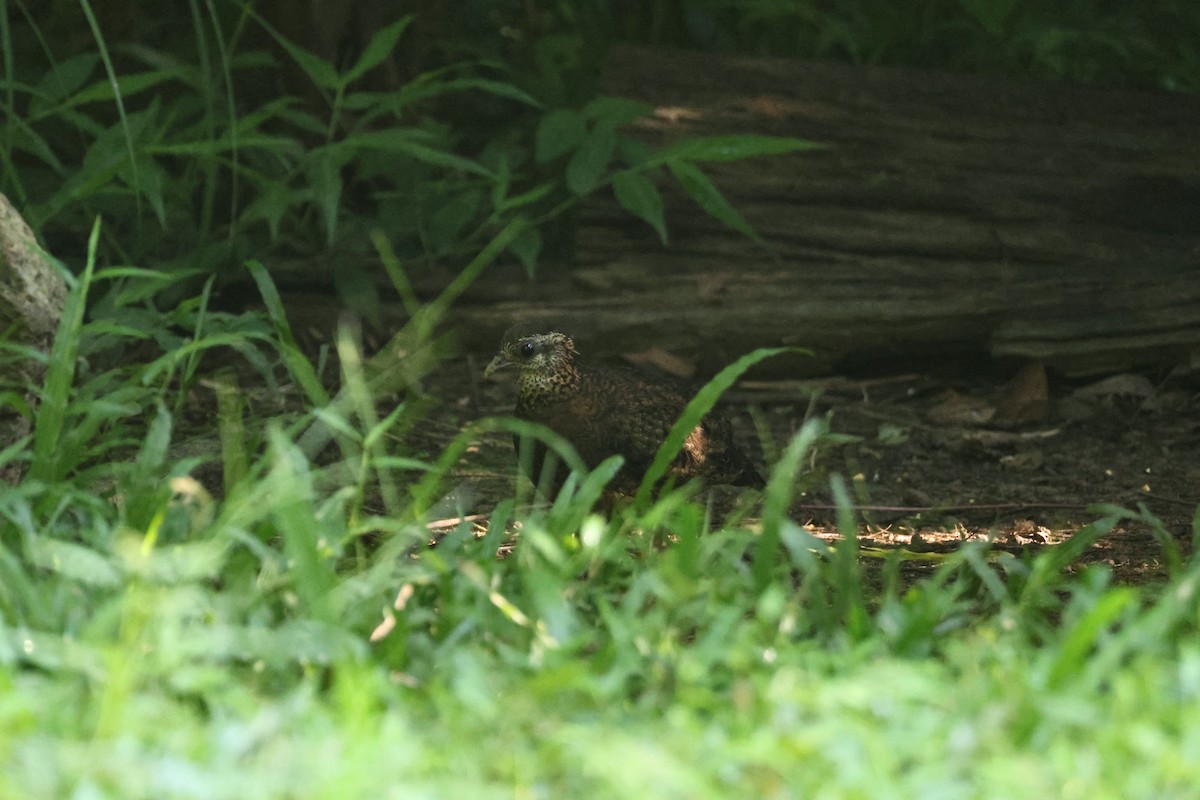 アオアシミヤマテッケイ - ML646270840