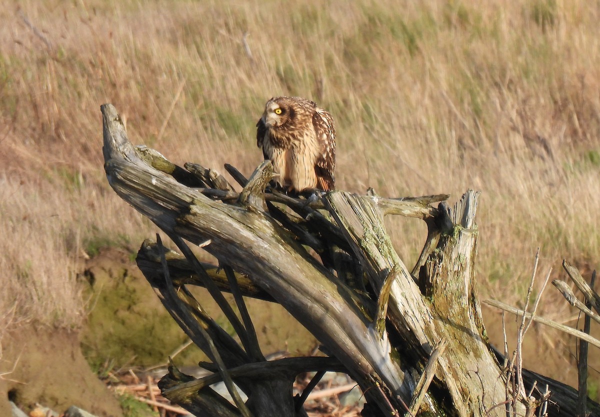 Búho Campestre (Norteño) - ML646270842