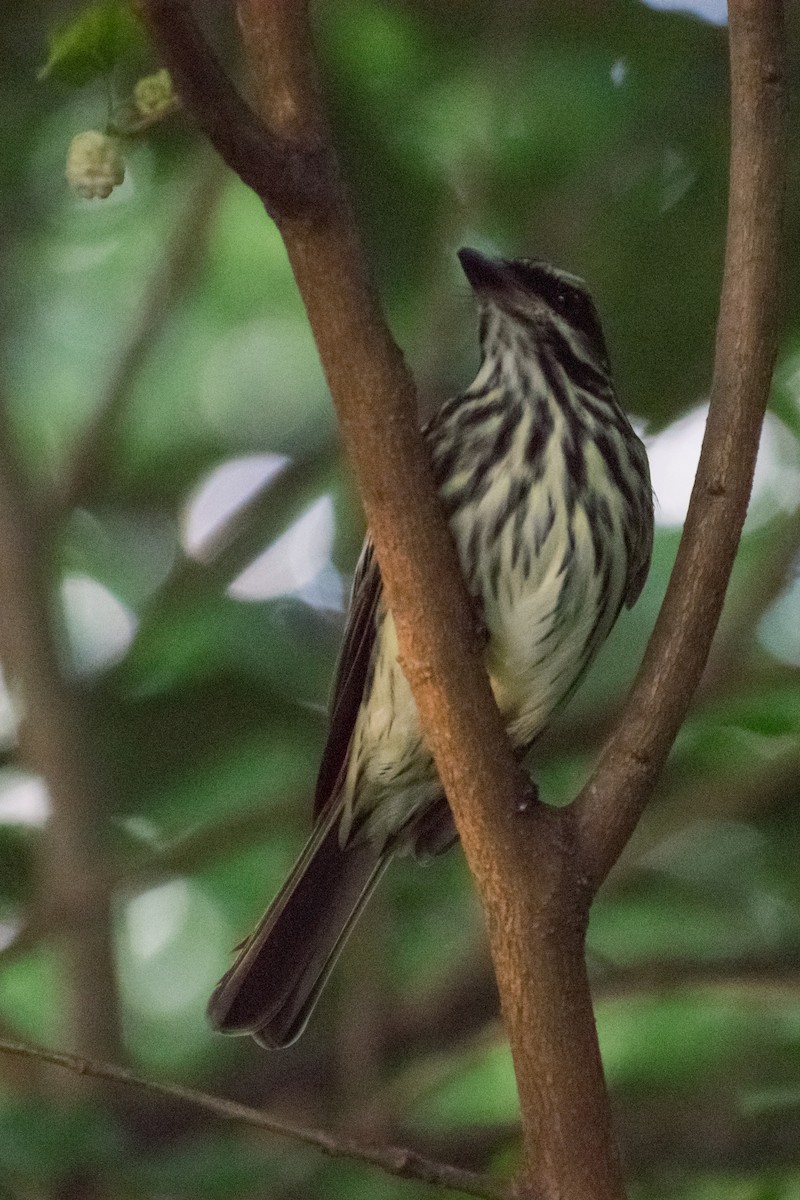 Streaked Flycatcher - ML646270848