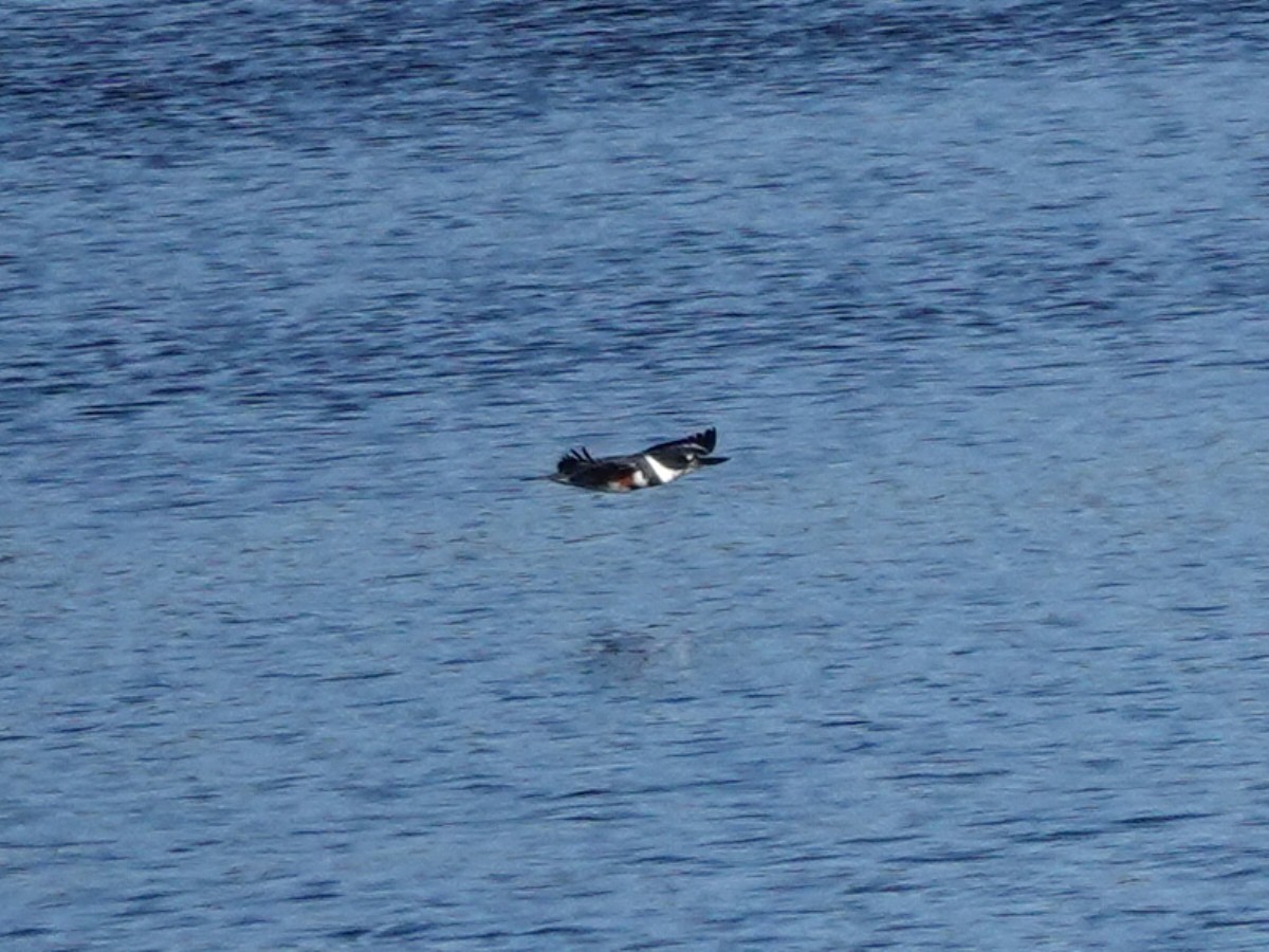 שלדג אמריקני - ML646270849
