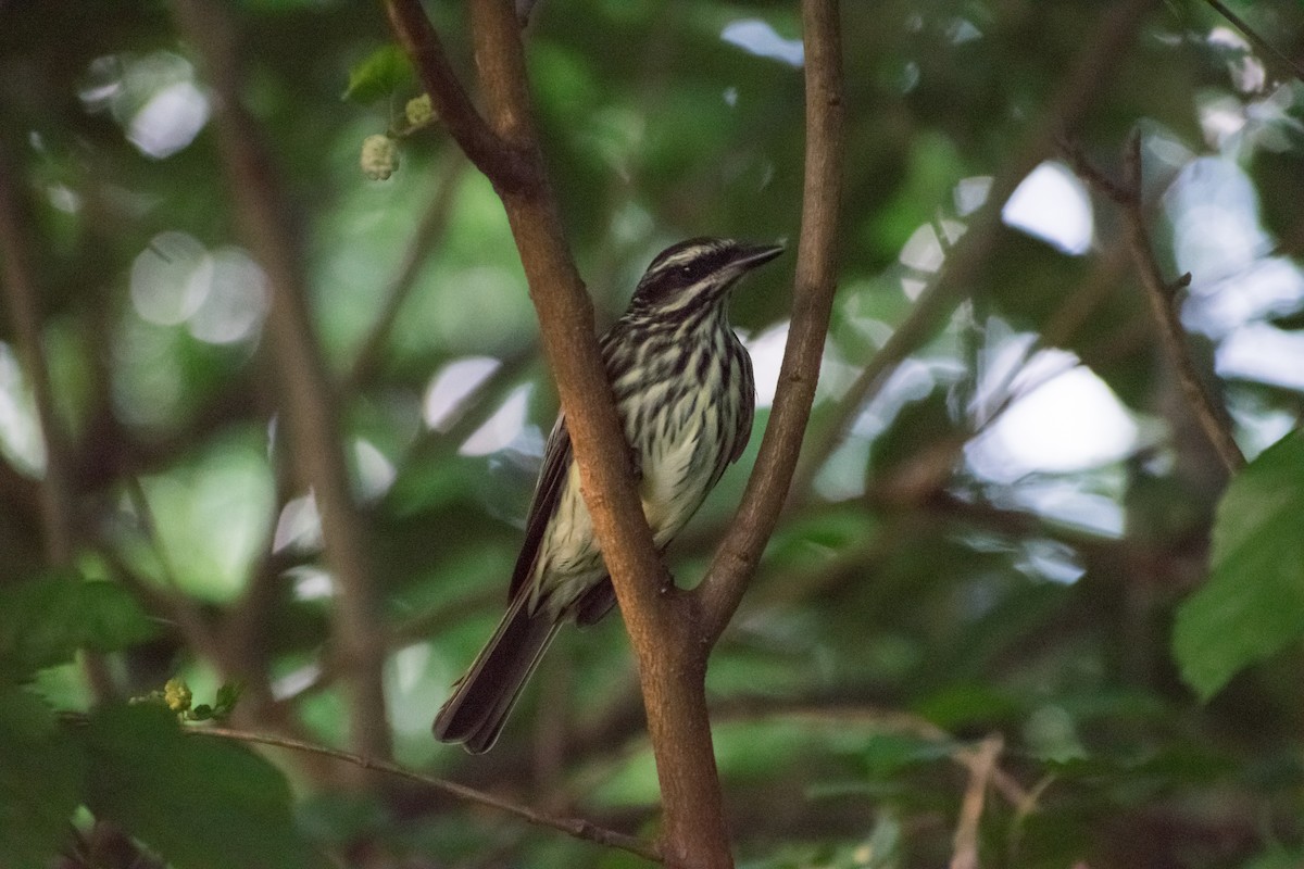 Streaked Flycatcher - ML646270850