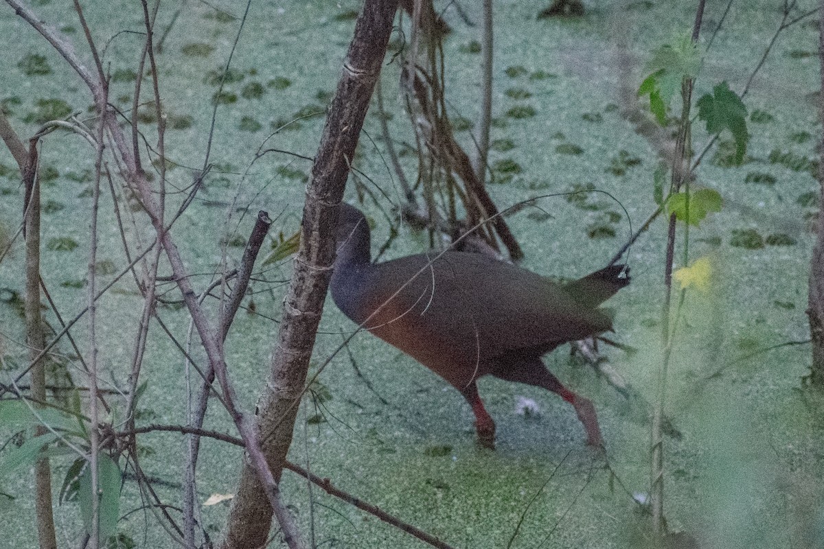 Gray-cowled Wood-Rail - ML646270855