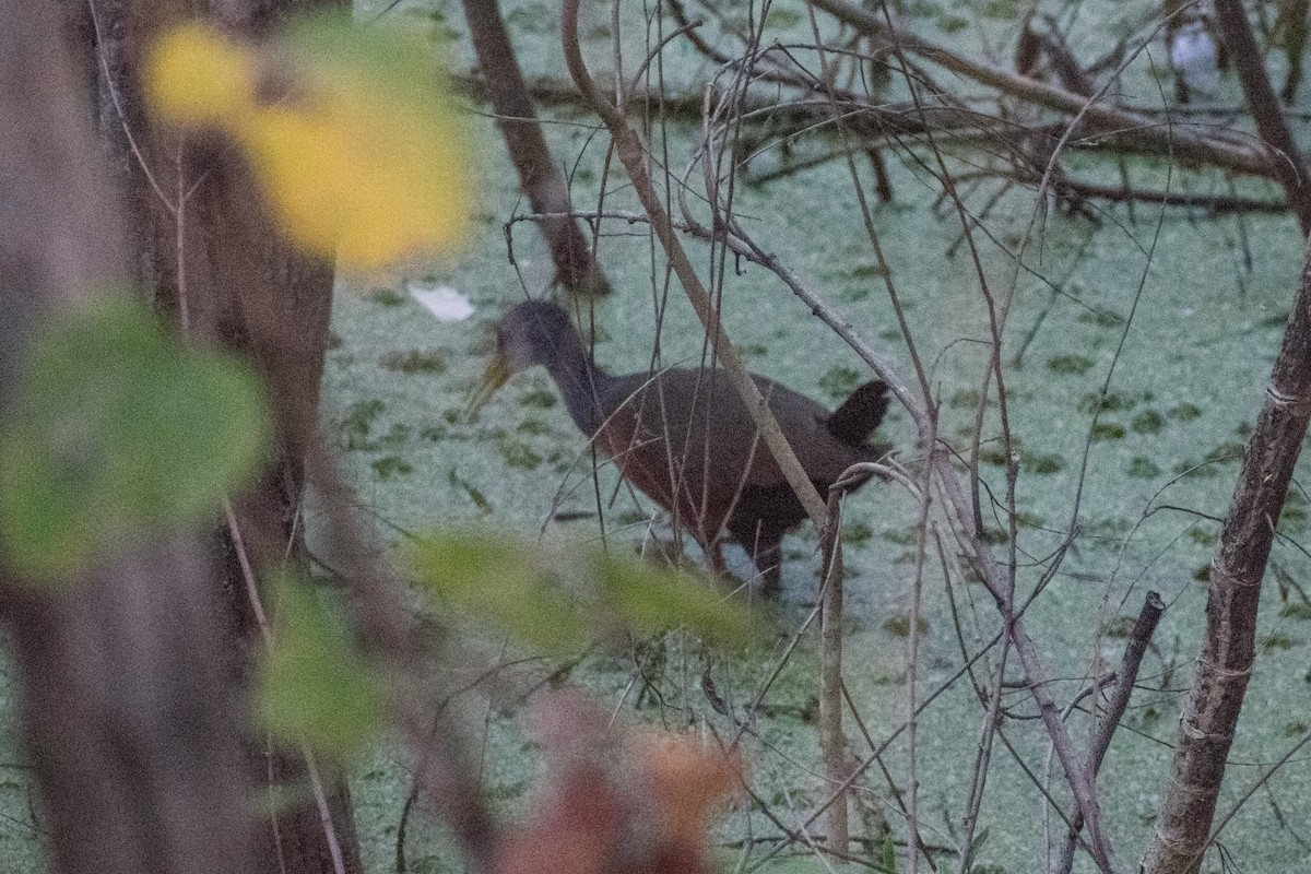 Gray-cowled Wood-Rail - ML646270856