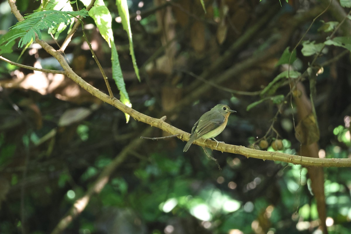 インドシナヒメアオヒタキ - ML646270858