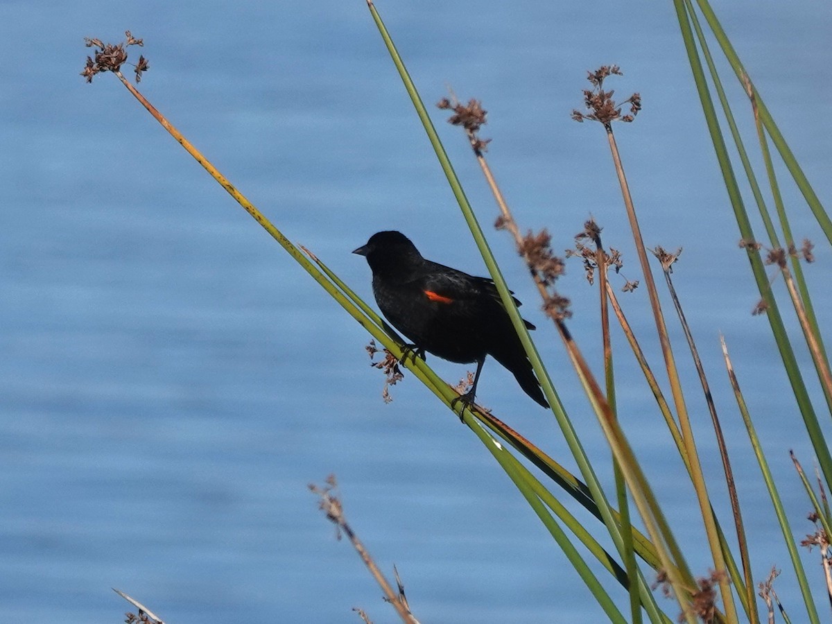 Red-winged Blackbird - ML646270864