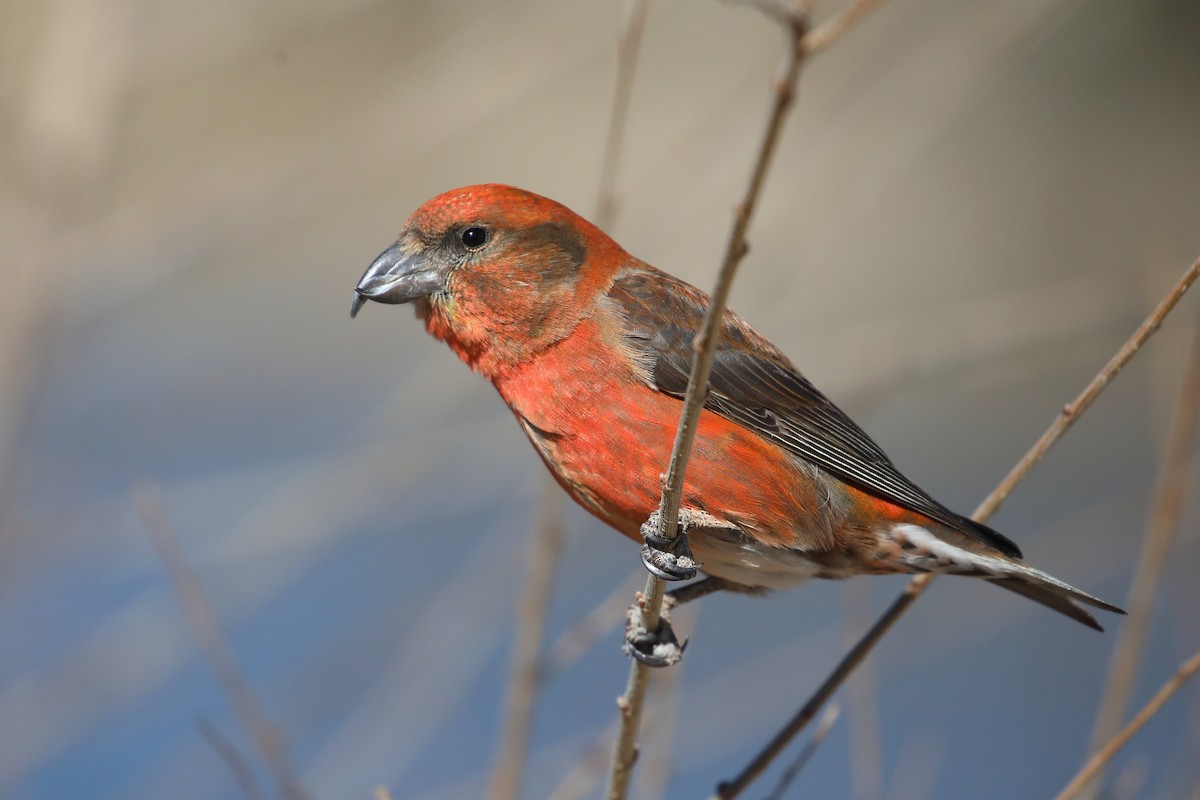 Red Crossbill - ML646270865