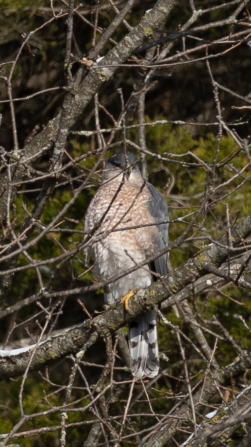 Cooper's Hawk - ML646270866