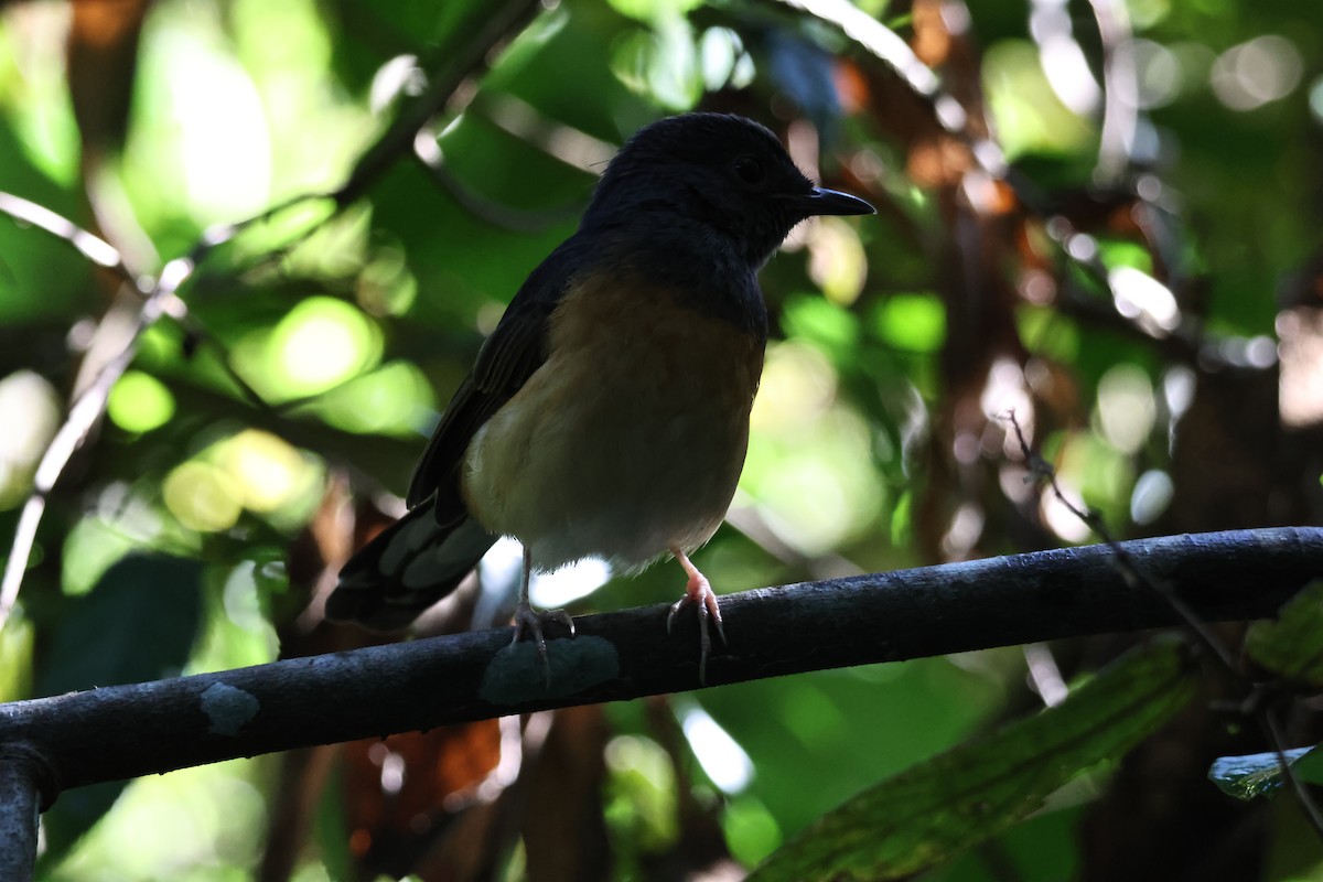 アカハラシキチョウ - ML646270870