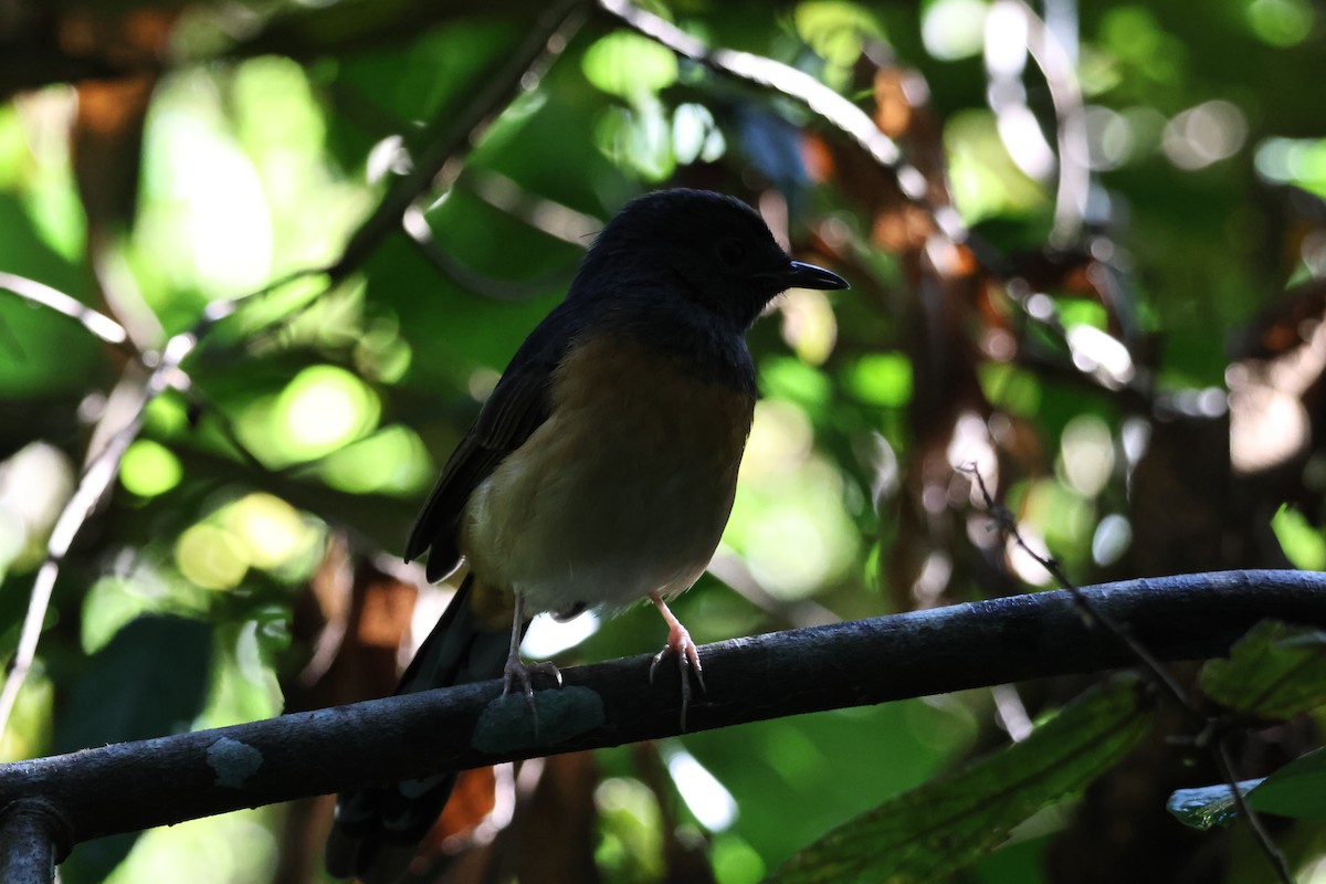 アカハラシキチョウ - ML646270871