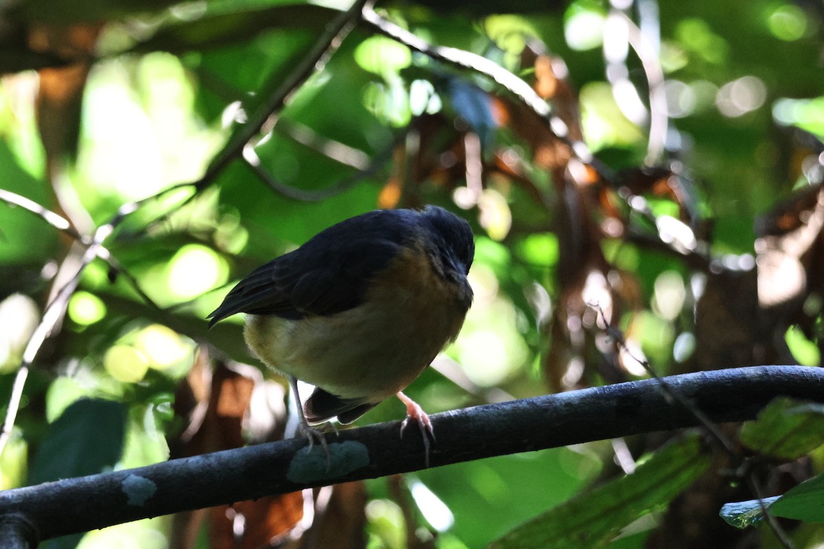 アカハラシキチョウ - ML646270872