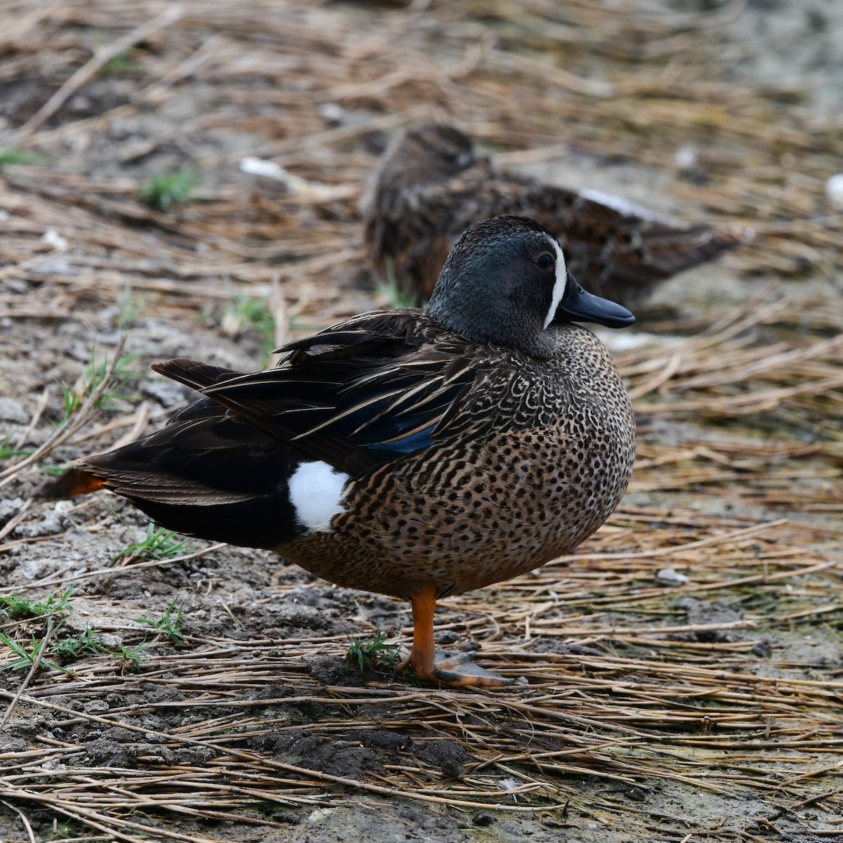 Синекрылый чирок - ML646270877