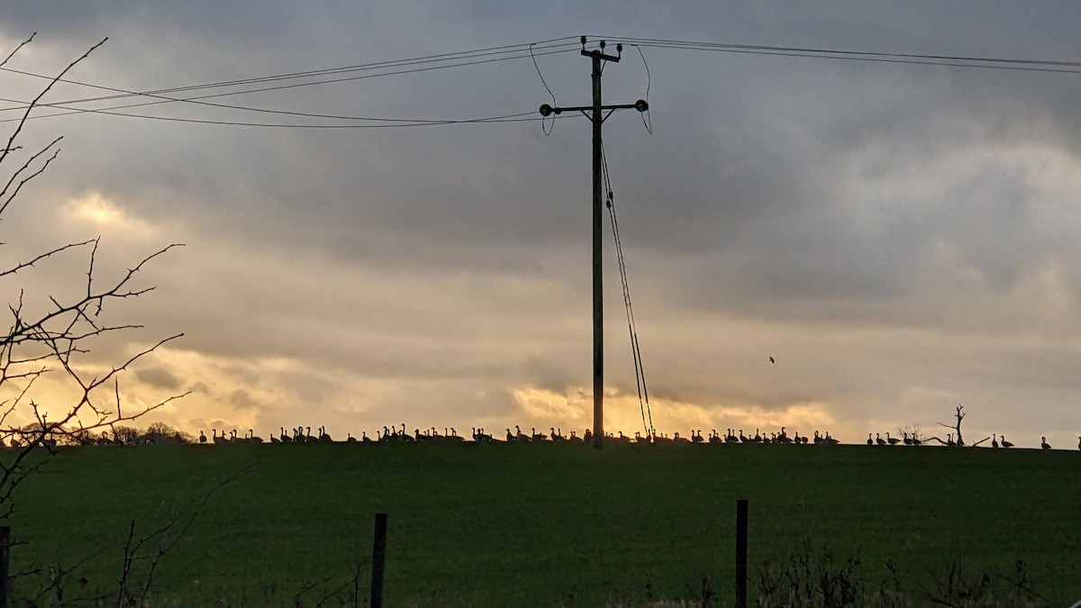 Oca canadese maggiore - ML646270878