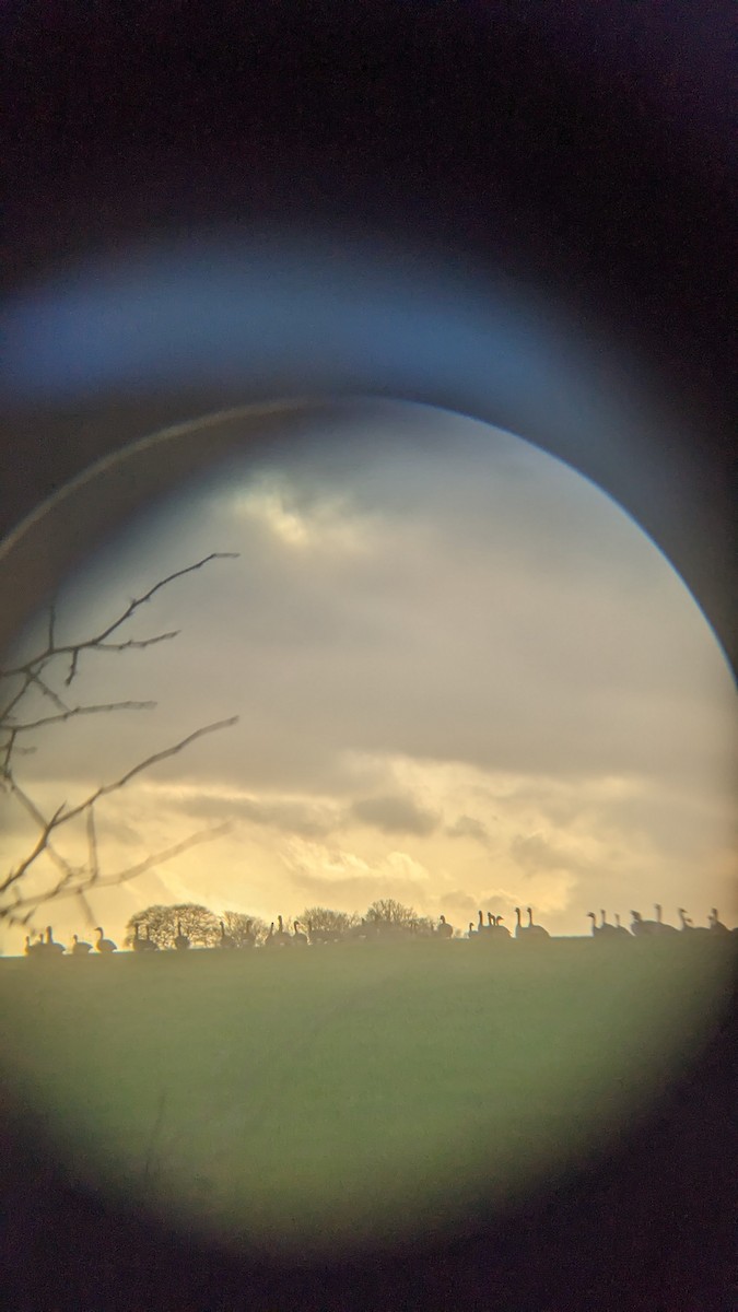 Oca canadese maggiore - ML646270879