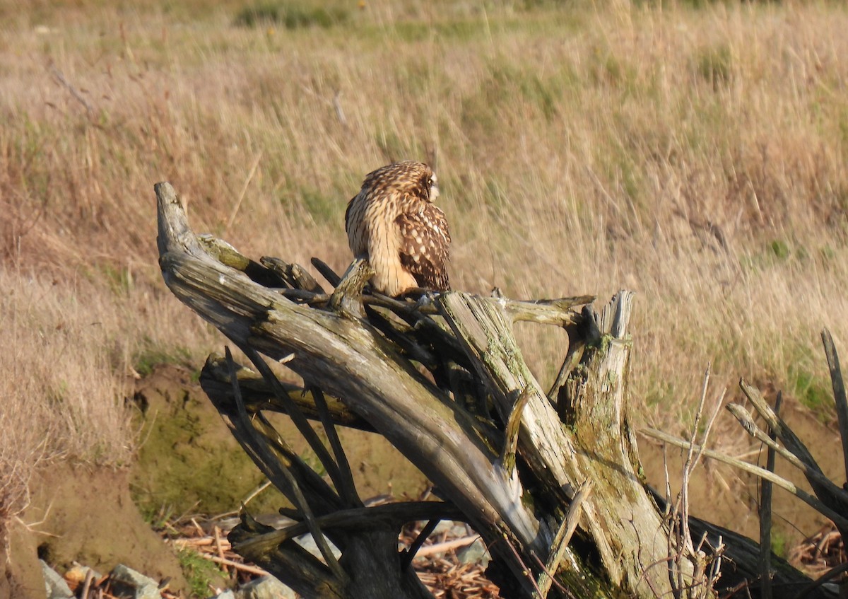 Búho Campestre (Norteño) - ML646270884