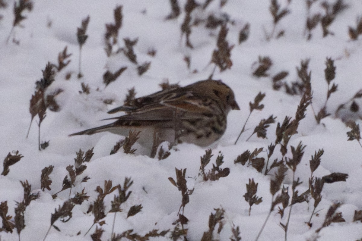 Plectrophane lapon - ML646270887