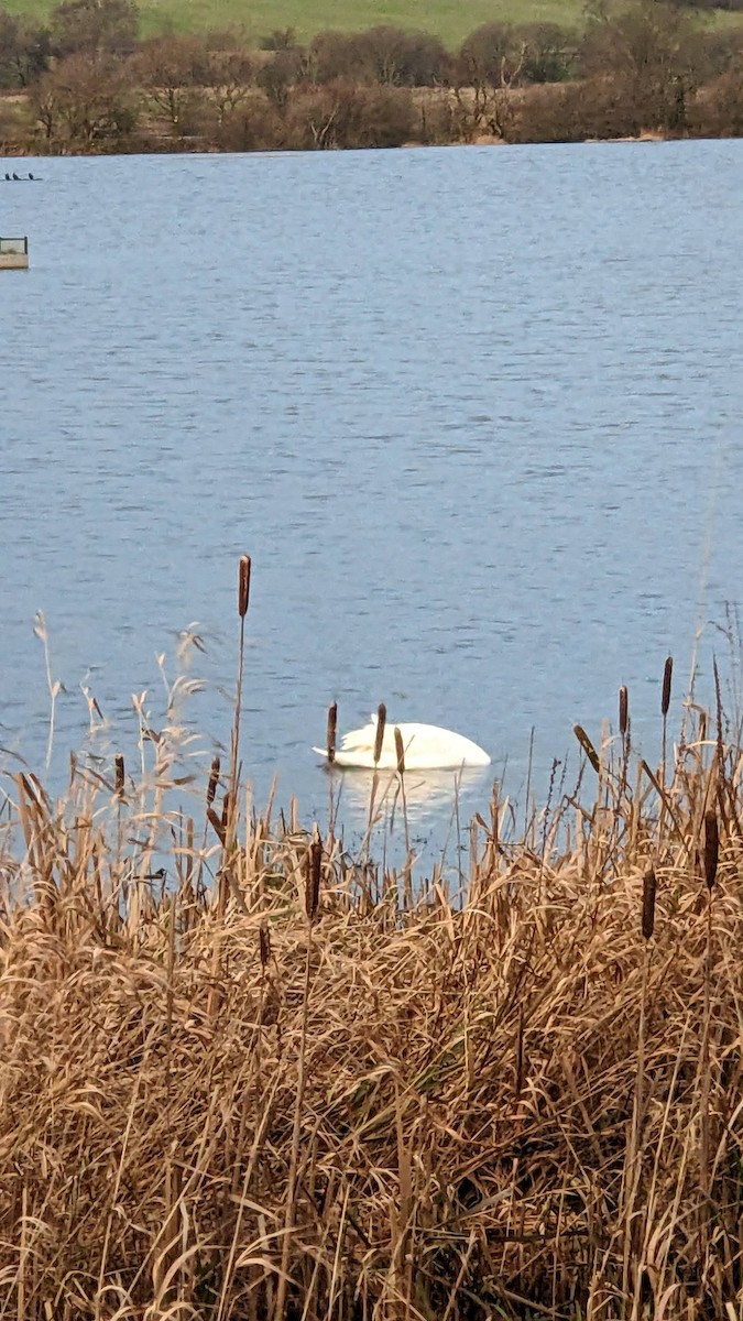 Лебедь-шипун - ML646270888