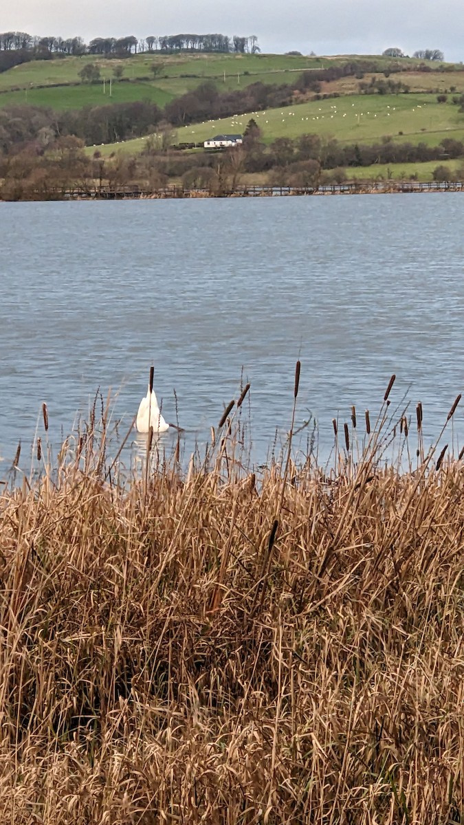 Лебедь-шипун - ML646270889