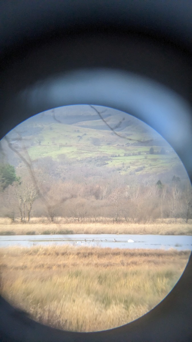 Лебедь-шипун - ML646270890