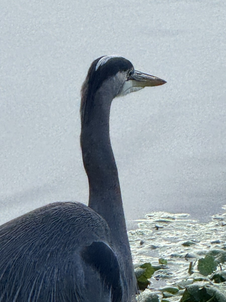 Большая голубая цапля - ML646270891