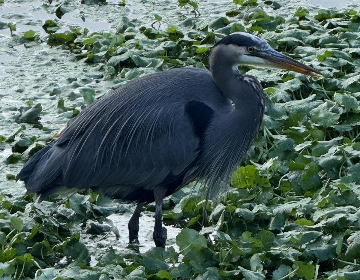 Большая голубая цапля - ML646270892