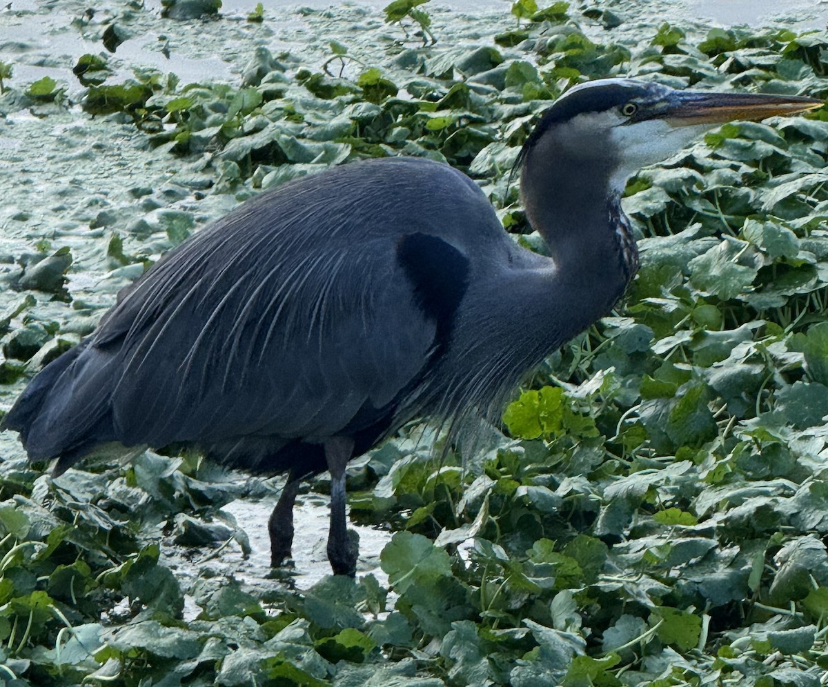 Большая голубая цапля - ML646270893