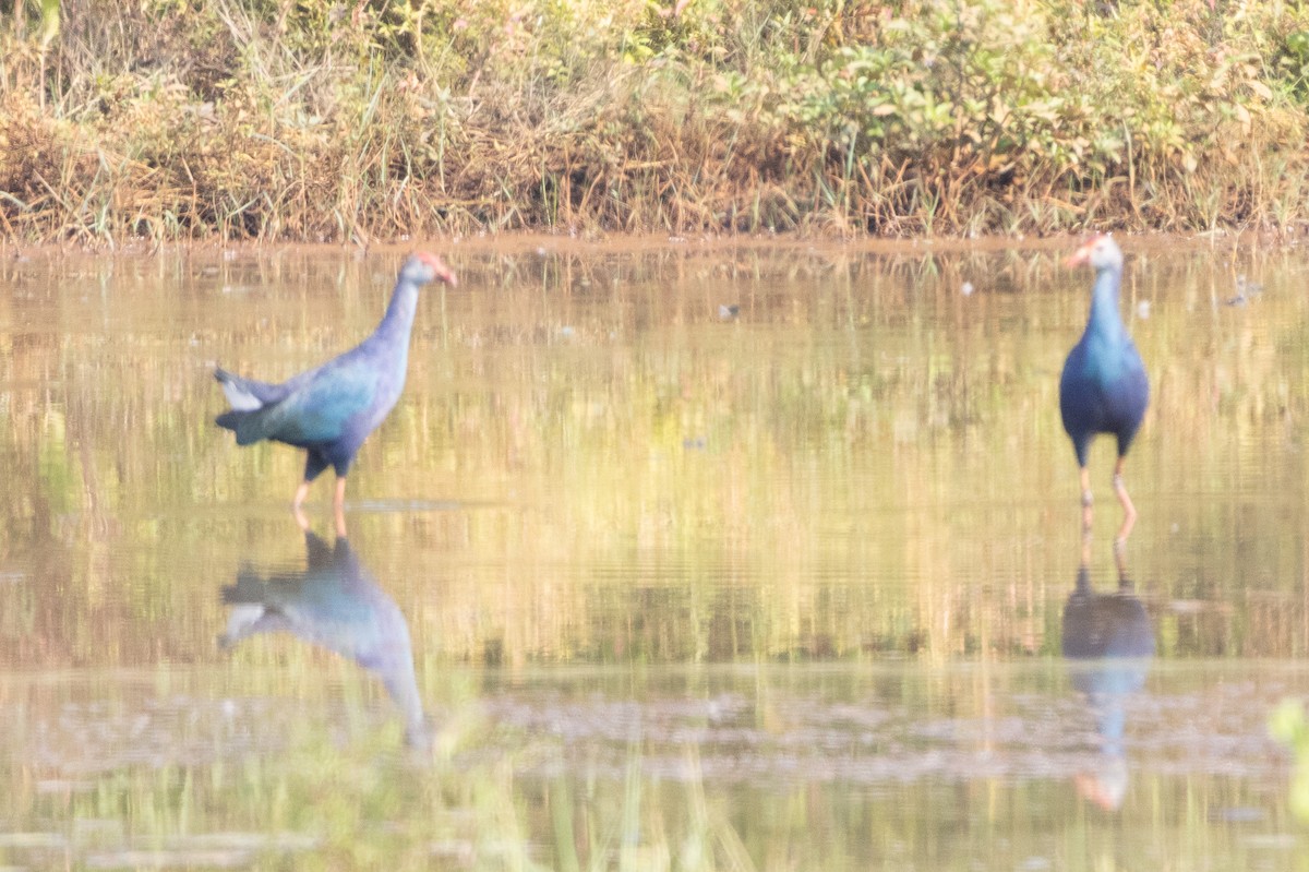 Сероголовая султанка - ML646270894