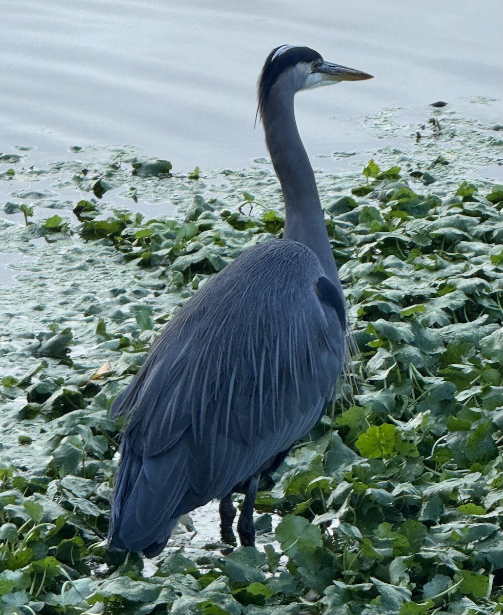 Большая голубая цапля - ML646270895