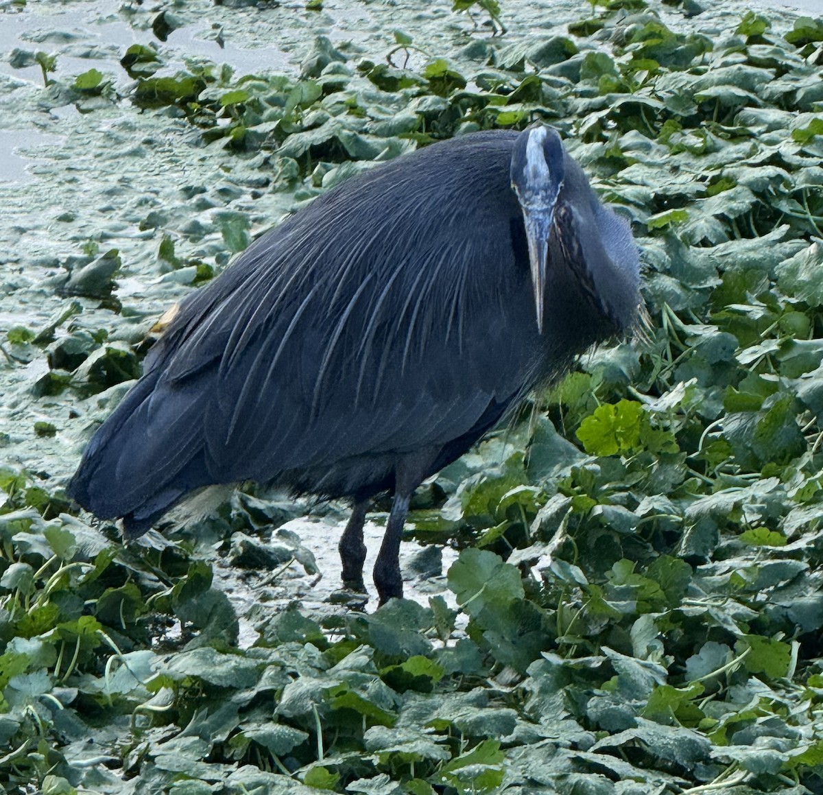 Большая голубая цапля - ML646270896