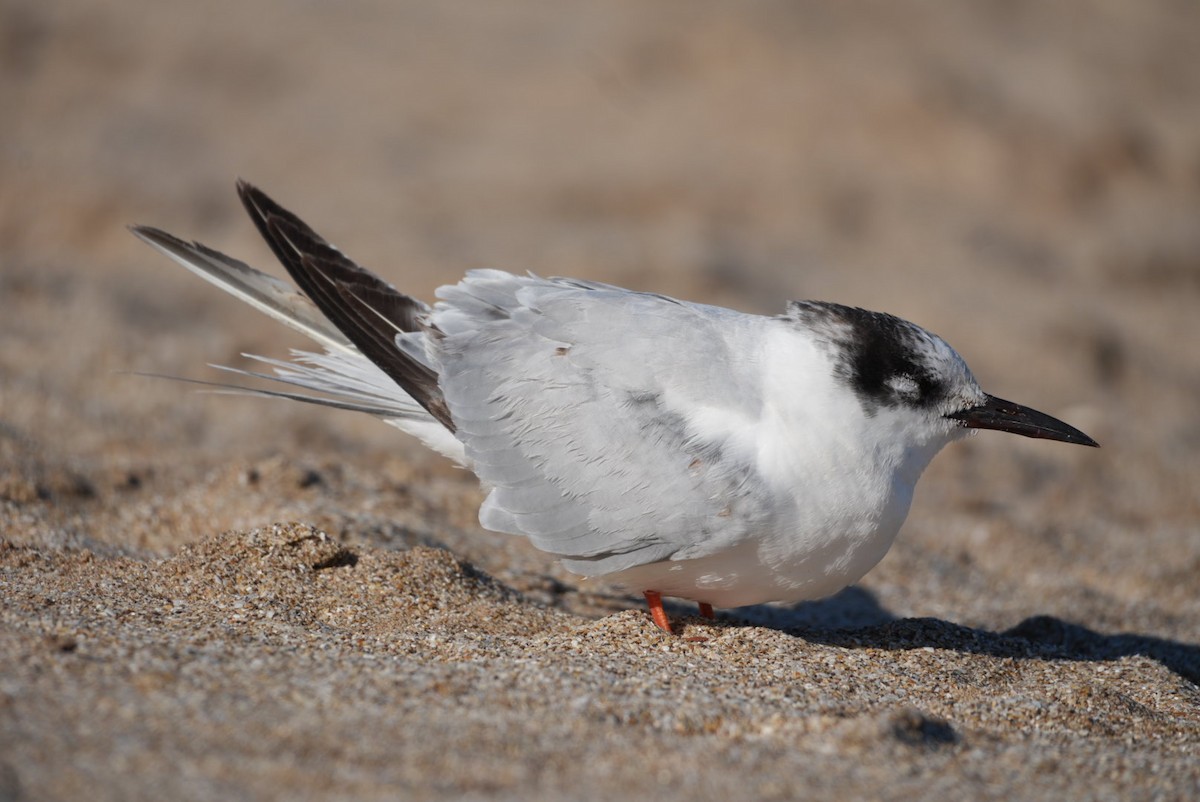 Южноамериканская крачка - ML646270897