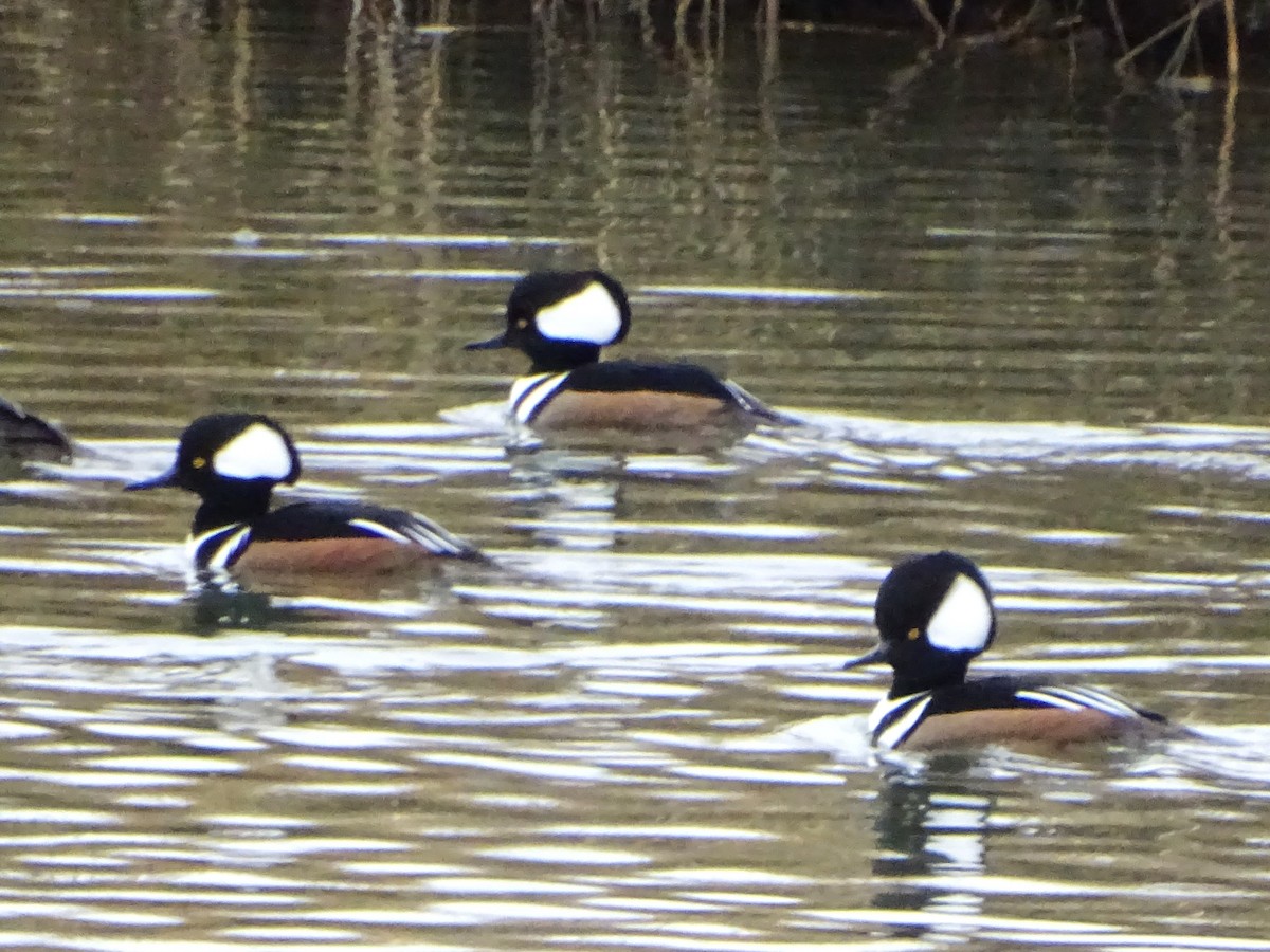 Капюшоновый крохаль - ML646270899