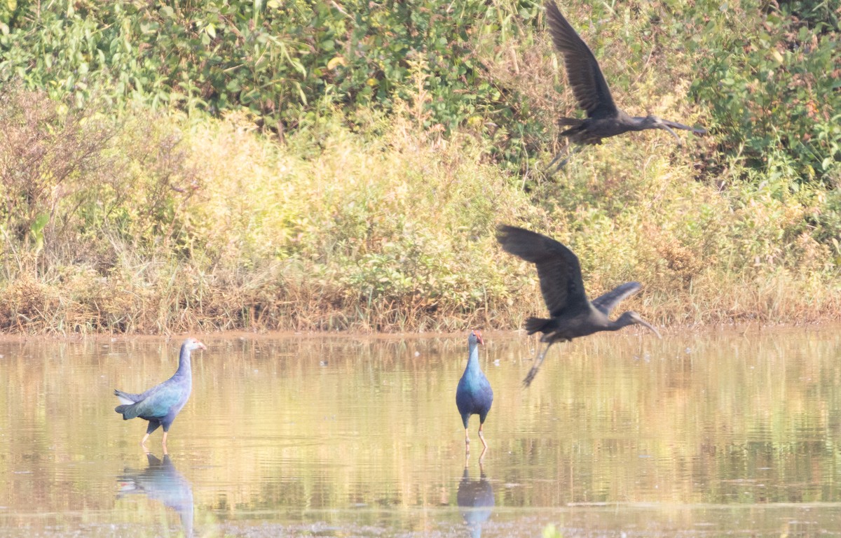 Сероголовая султанка - ML646270900
