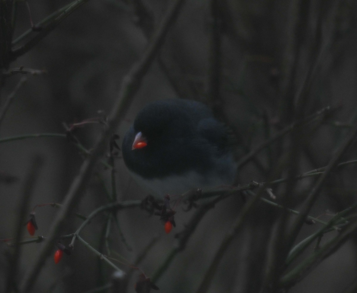 Серый юнко - ML646270901