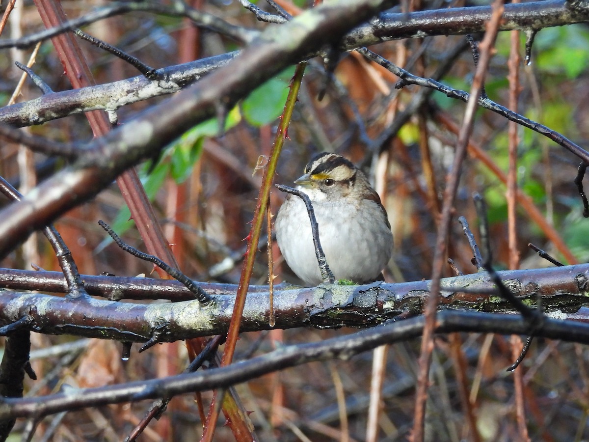 Белогорлая зонотрихия - ML646270902