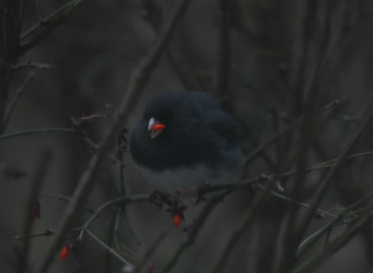 Серый юнко - ML646270903