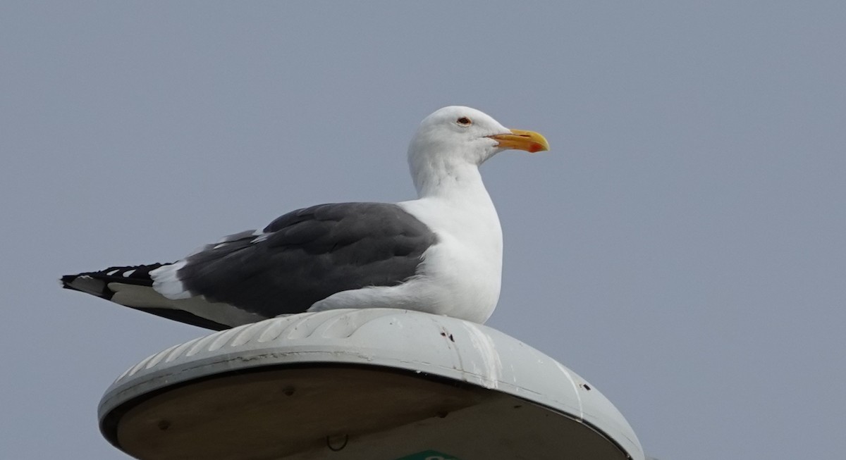 Западная чайка - ML646270904