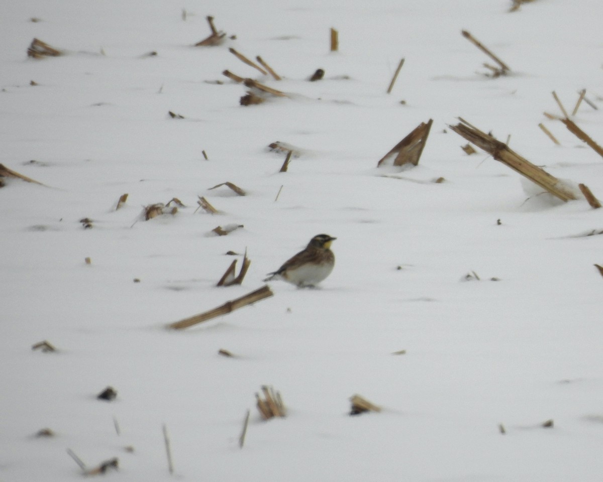 Рогатый жаворонок - ML646270905