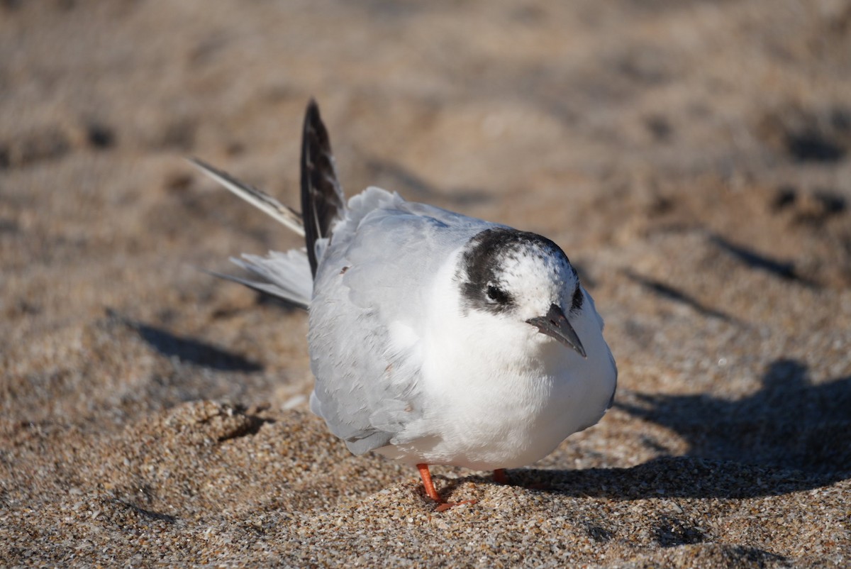 Южноамериканская крачка - ML646270907