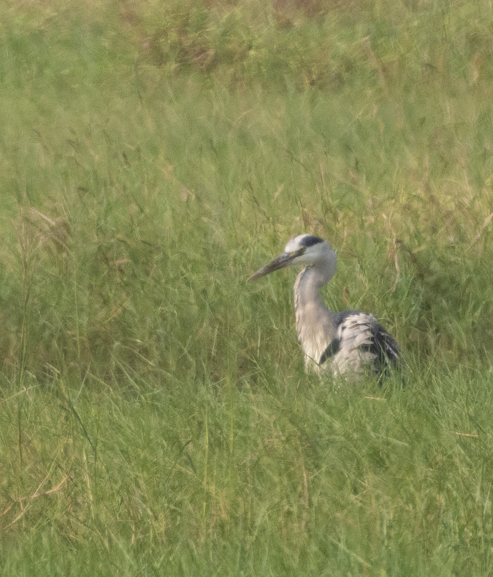 Серая цапля - ML646270908
